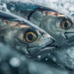 Balık İşleme Tesisleri