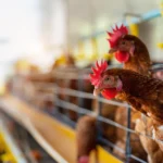 Kümes Hayvancılığı ve Kesimhane