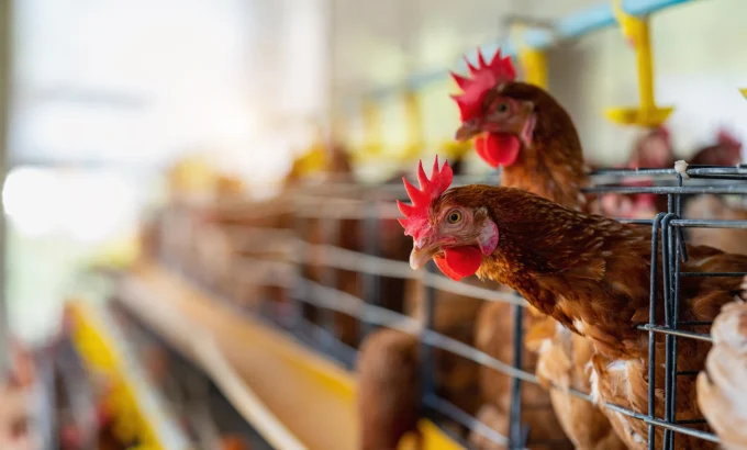 kumes-hayvanciligi-besi-kesimhane kumes-hayvanciligi-besi-kesimhane